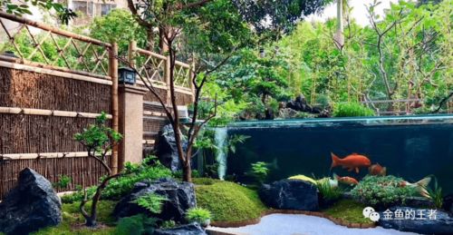 天津大盛潘六叔國壽精品錦鯉與專業(yè)魚糧 秋冬季養(yǎng)護(hù)指南